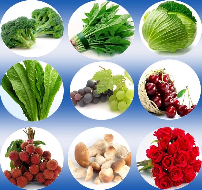 Professional supply seasonal fresh vegetables vacuum cooler 1