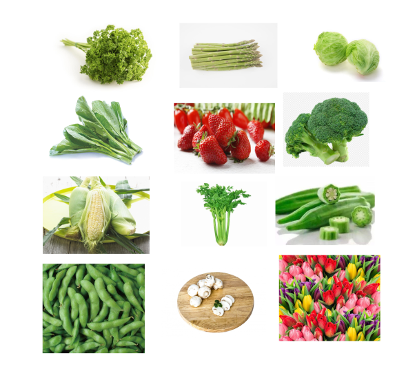 PLC Control 72KW Vacuum Cooling Machine vacuum cooler For Vegetables/flowers/mushrooms 1