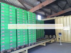 Cauliflower/Cabbage/ Edible Fungi Preservation Vacuum Coolers Full Automatic PLC Control
